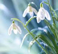 73,200点を超えるスノードロップのストックフォト、写真、そして ...