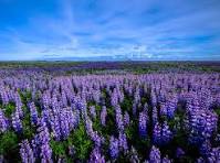 無料写真] 一面に広がるルピナスの花畑 | パブリックドメインQ ...